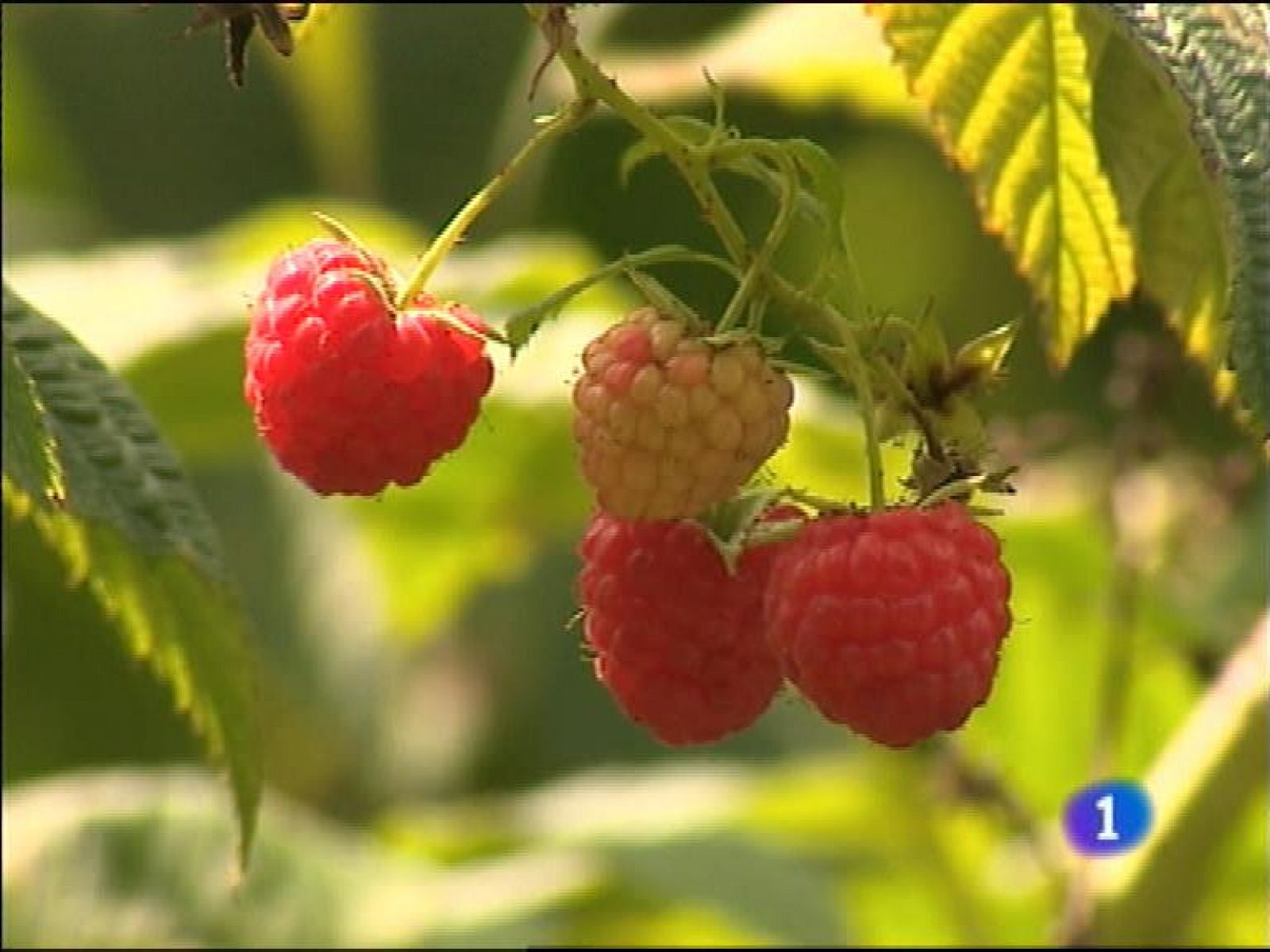 Panorama Regional: Asturias en 2' - 24/09/13 | RTVE Play