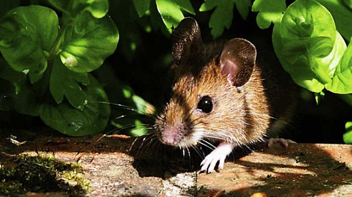 El jardín viviente - La despensa más natural