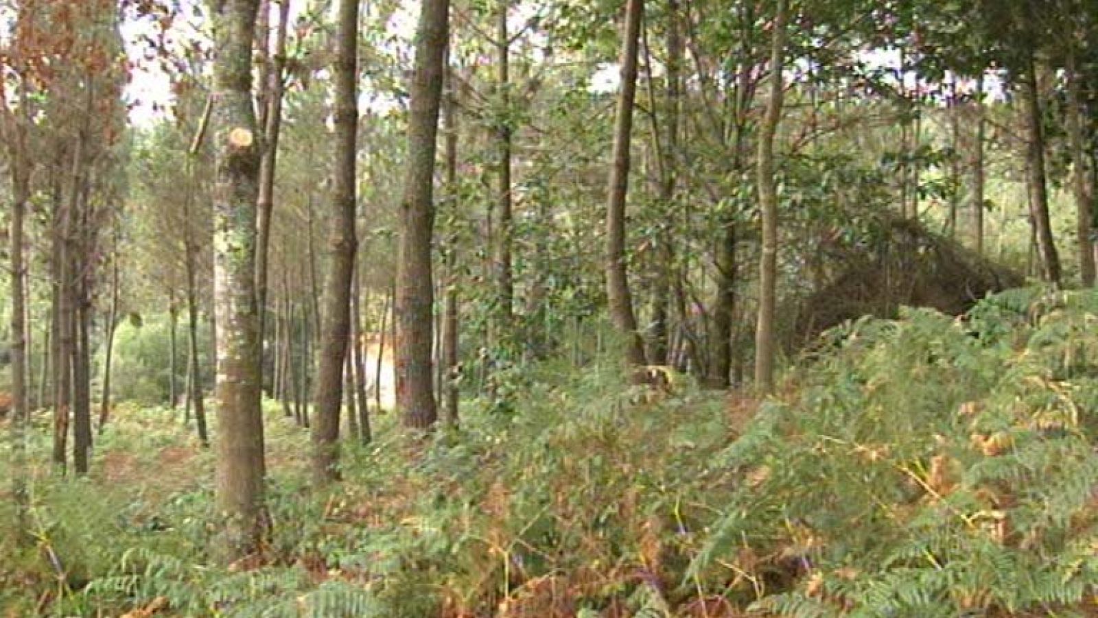 Los restos orgánicos encontrados este verano en Cañiza, podrían pertenecer a una mujer desaparecida hace cinco años.