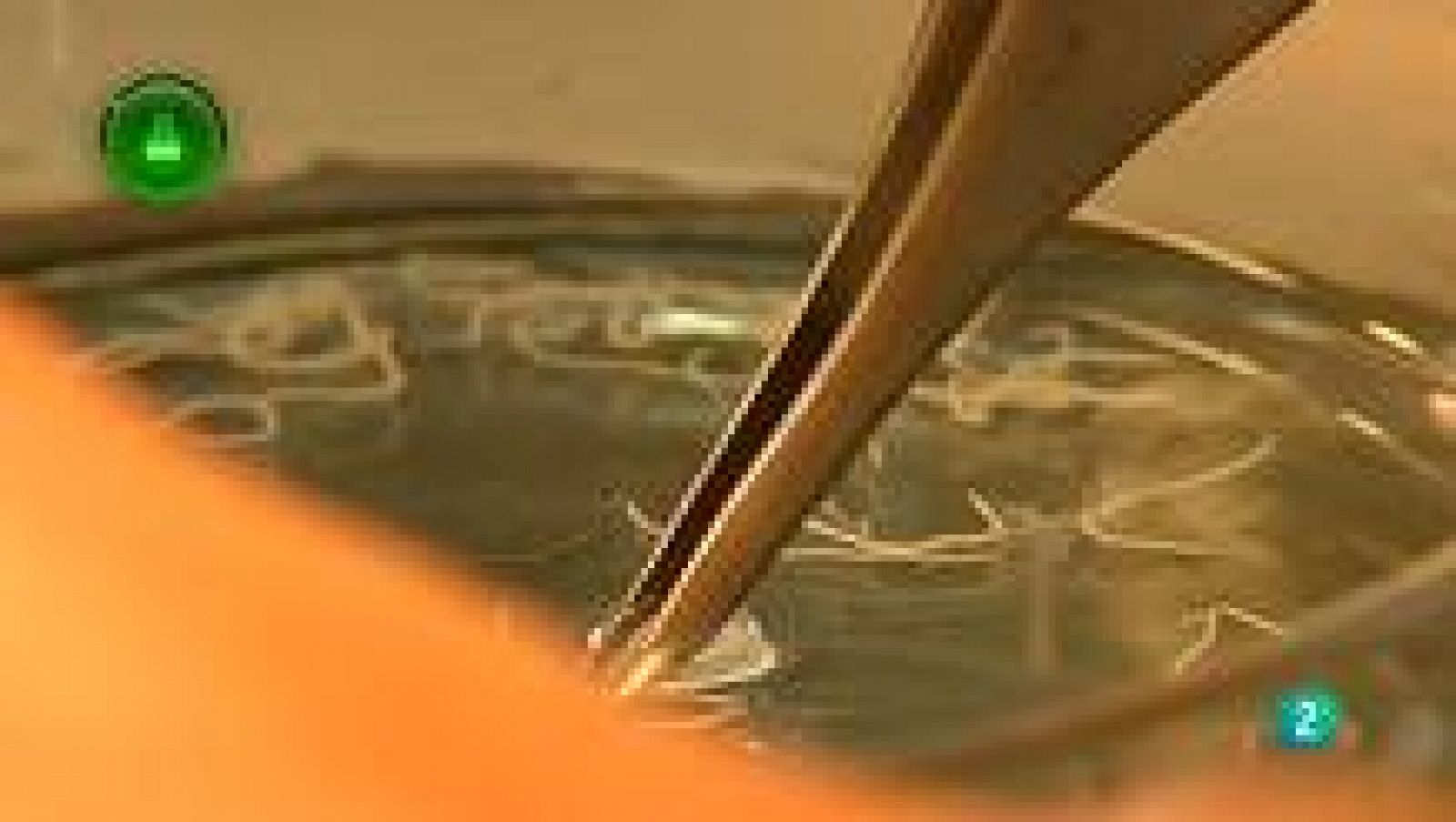 Agrosfera - Laboratorio de ideas - Parásitos del pescado