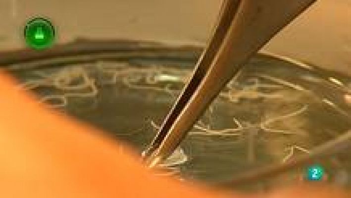 Agrosfera - Parásitos del pescado