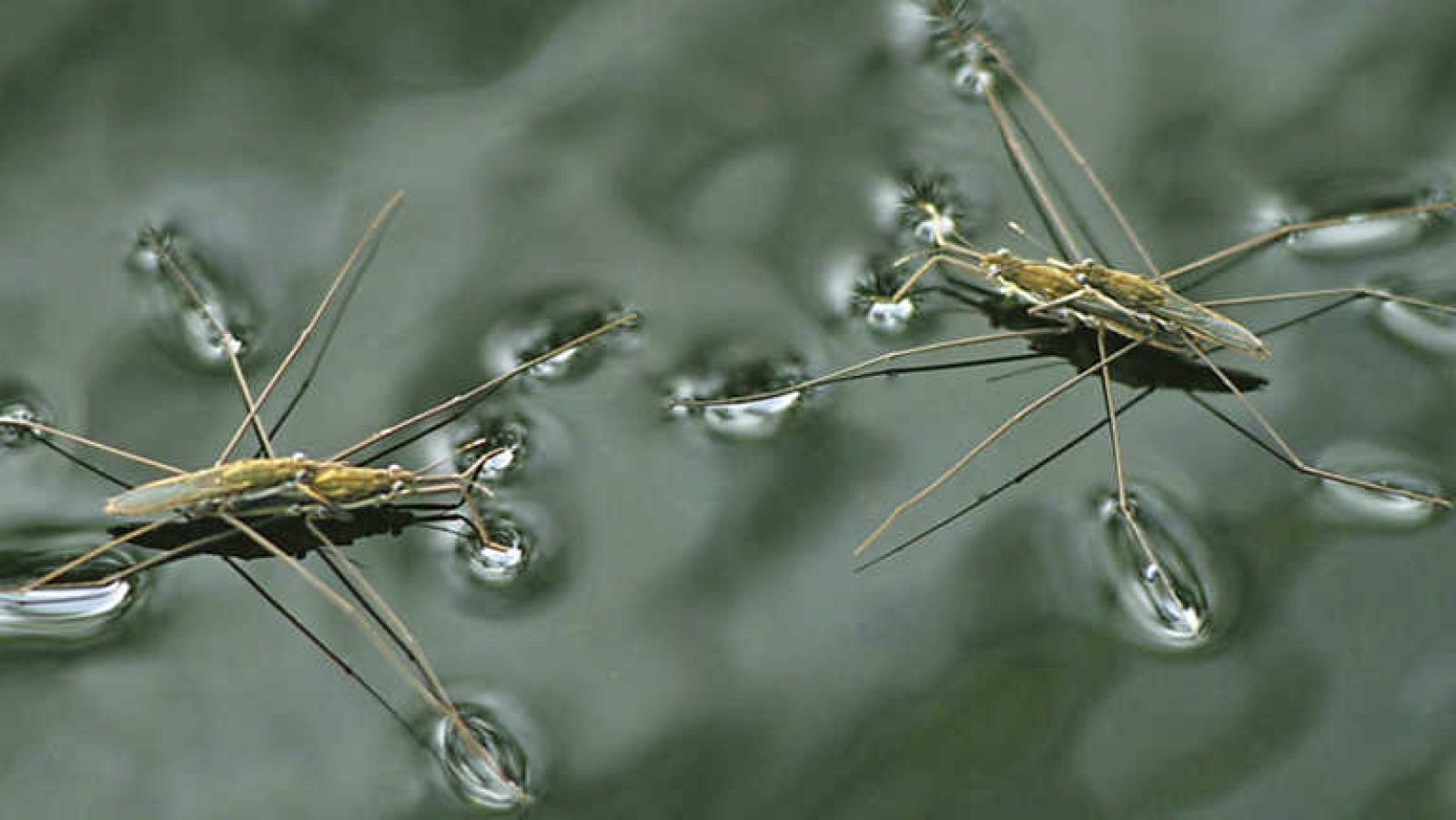 Grandes documentales - El Jardín viviente: Un mundo acuático (1) - Ver ahora