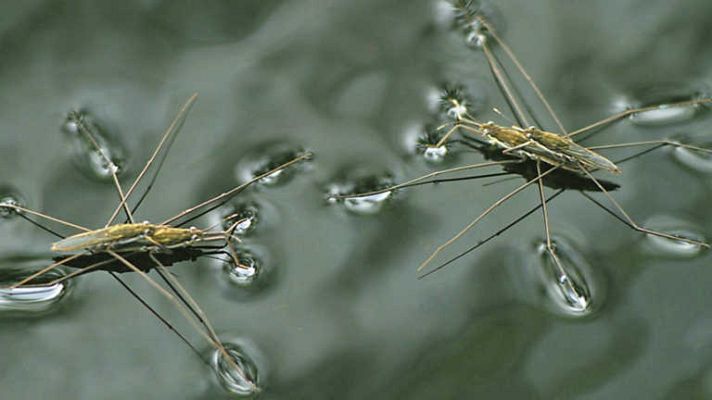 Grandes documentales - El Jardín viviente: Un mundo acuático (1)