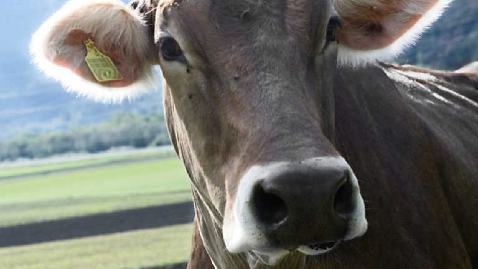 Sincronizados - Ganaderos - ver ahora