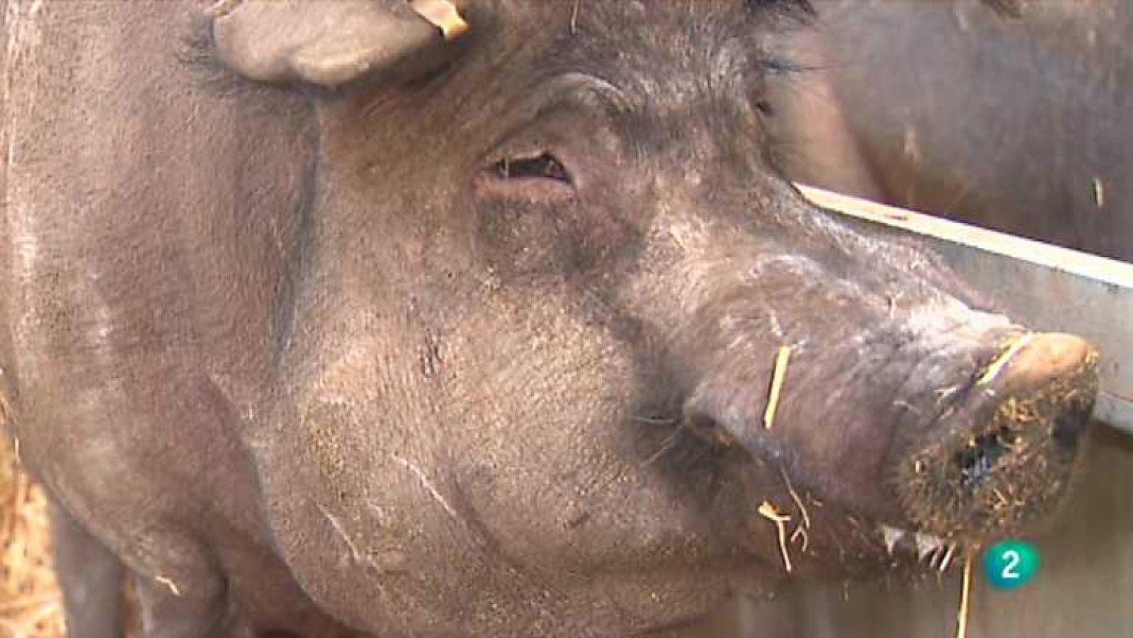 Agrosfera - 05/10/13 - ver ahora