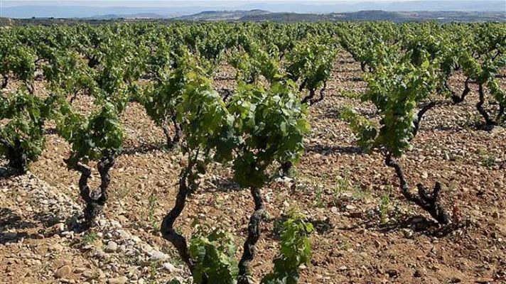 Zoom Tendencias - Haro