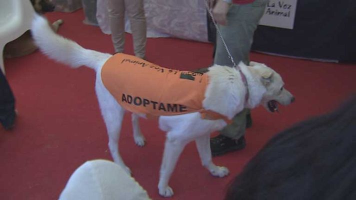 Telediario 1 - Crecen las adopciones de animales