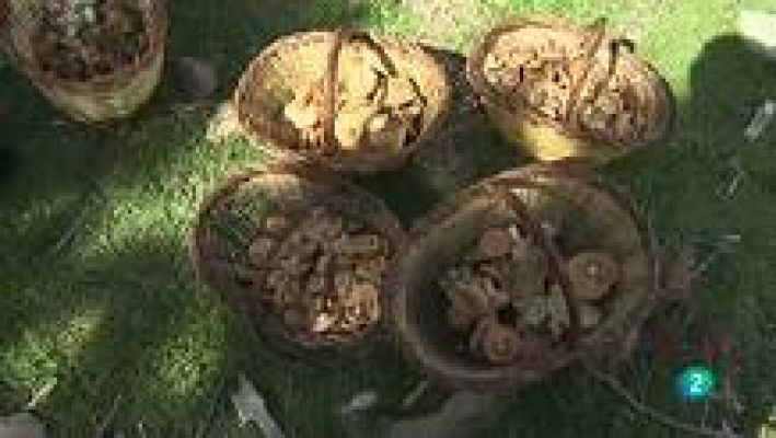 Agrosfera - Recolección de setas