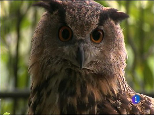 Panorama Regional - Asturias en 2' - 07/10/13