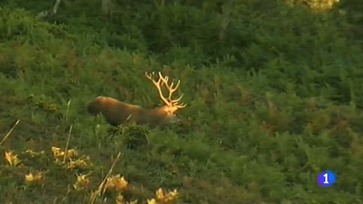 Época de berrea y también de caza furtiva