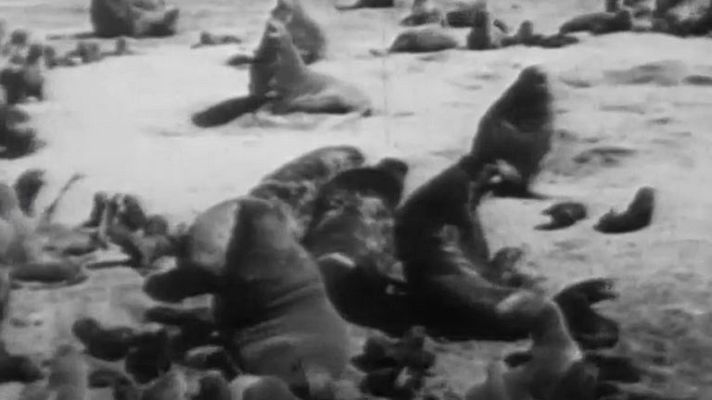 El planeta azul - Las focas