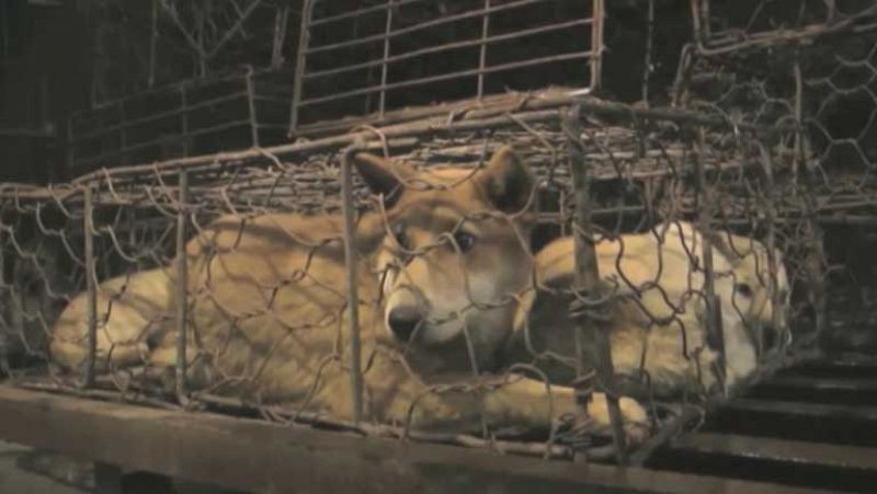 Desarticulada en China una red acusada de comercializar ilegalmente con animales