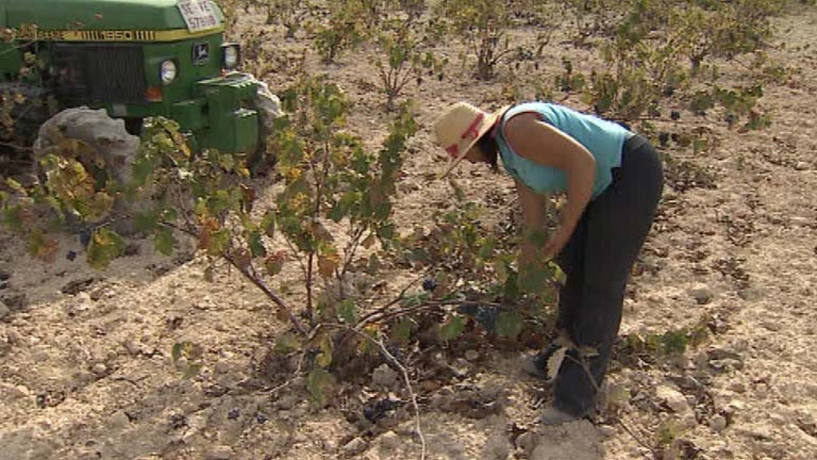 Tres proyectos dirigidos por mujeres, premio de Excelencia e Innovación Rural