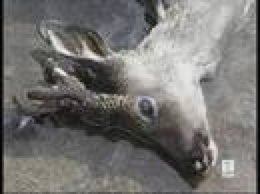  - Animales ahogados en Palencia