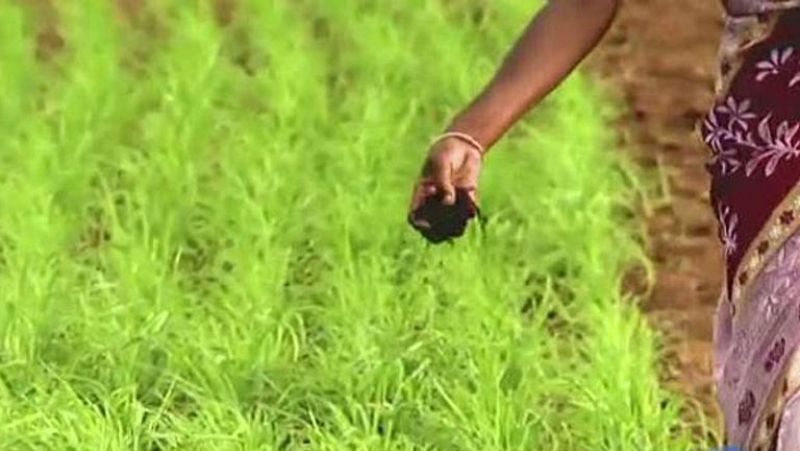 La FAO recuerda que 842 millones de personas sufren desnutrición crónica 