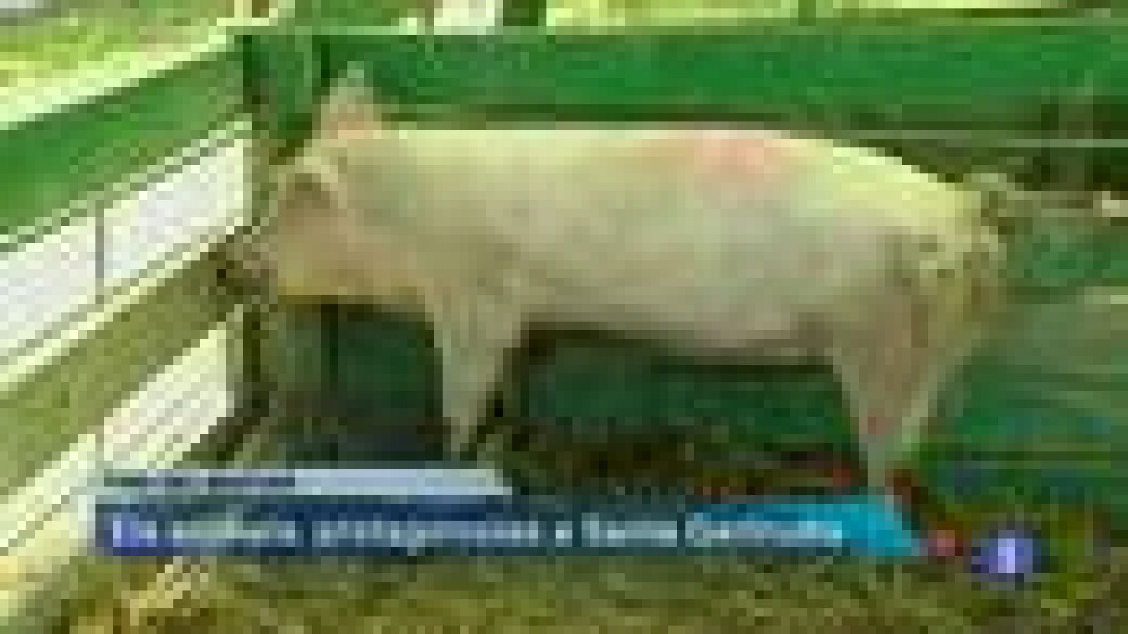 Informatiu Balear - 18/10/13 | Ver