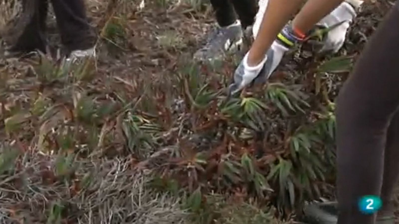 Vespre a La 2 - L'atzavara