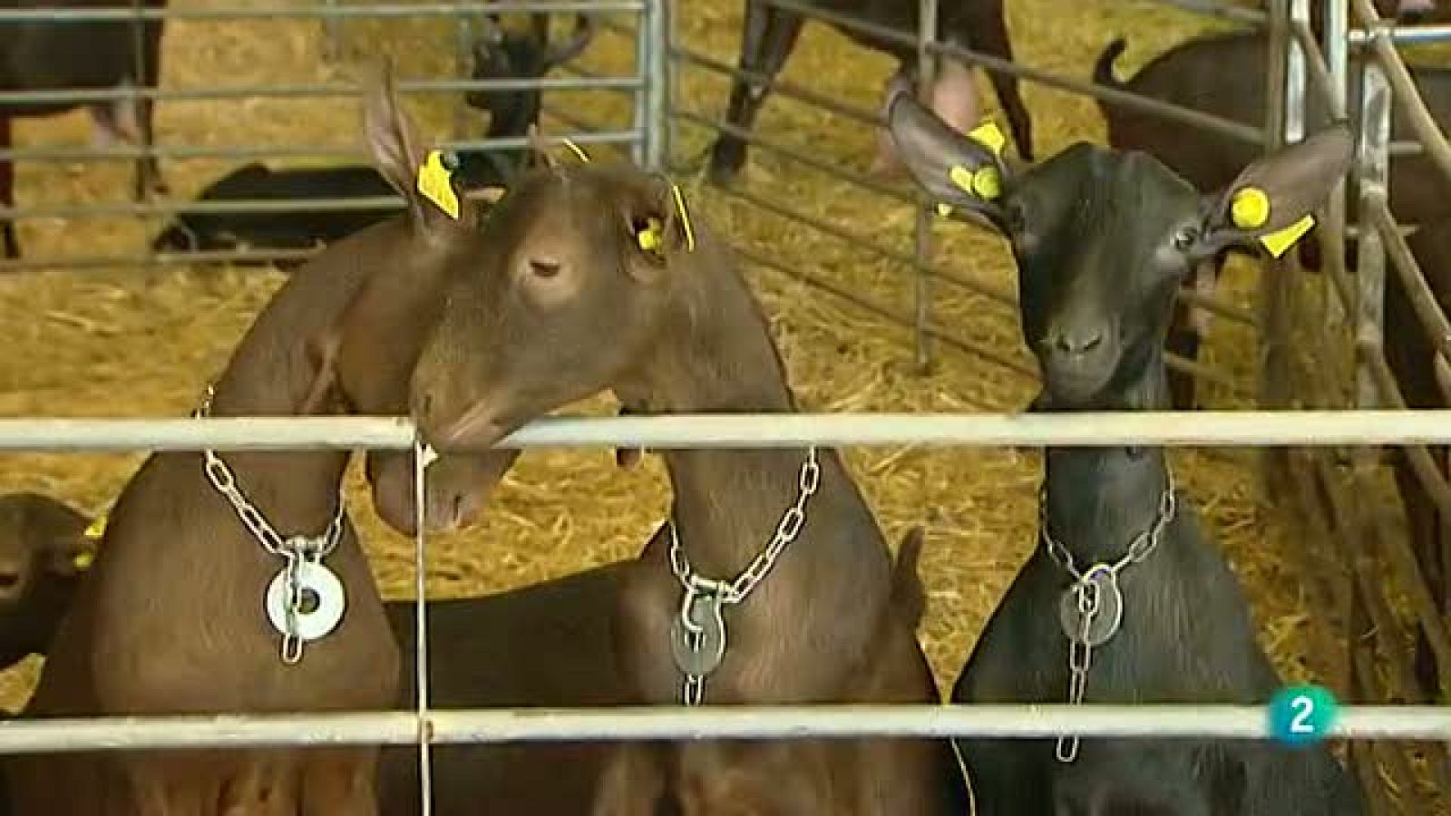 Agrosfera - Laboratorio de ideas - Investigación Cabra