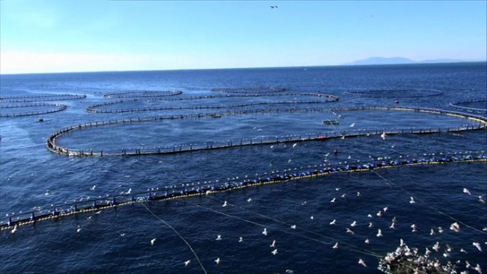 España a ras de cielo - La piscifactoría de atún rojo