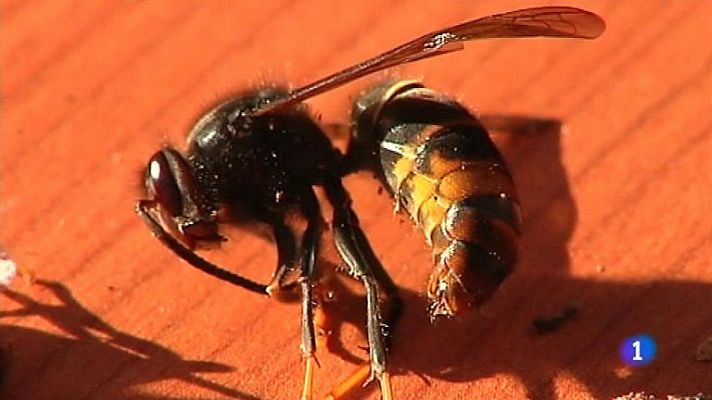 La avispa asiática, en Cantabria