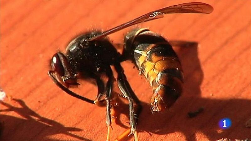 La avispa asiática 'devora-abejas' llega a Cantabria