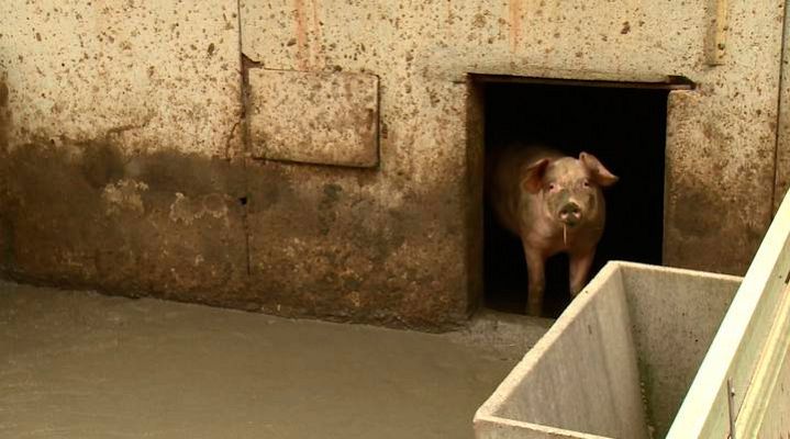 Repor - Repor - Del cerdo no todo se come -