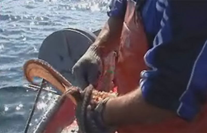 Se reanuda la pesca de pulpo