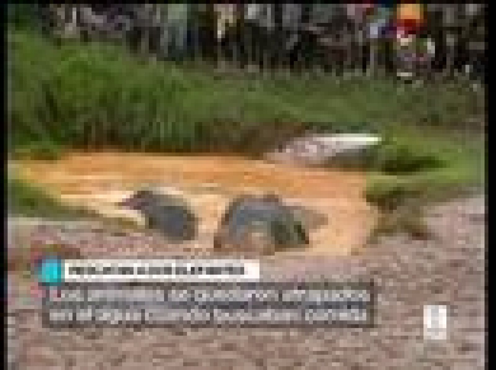 En La India, un elefante y su cría han tenido en vilo a todos al caer a una laguna | Ver