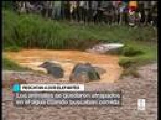  - Elefantes en apuros