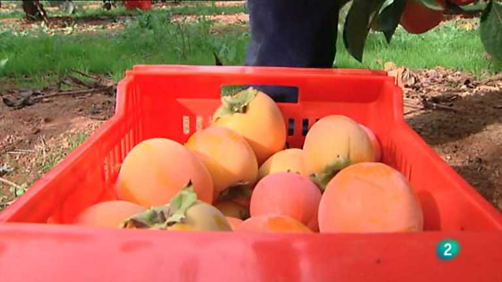 Agrosfera - 26/10/13 - Ver ahora