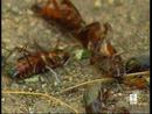  - 'Caza' de cucarachas en Madrid