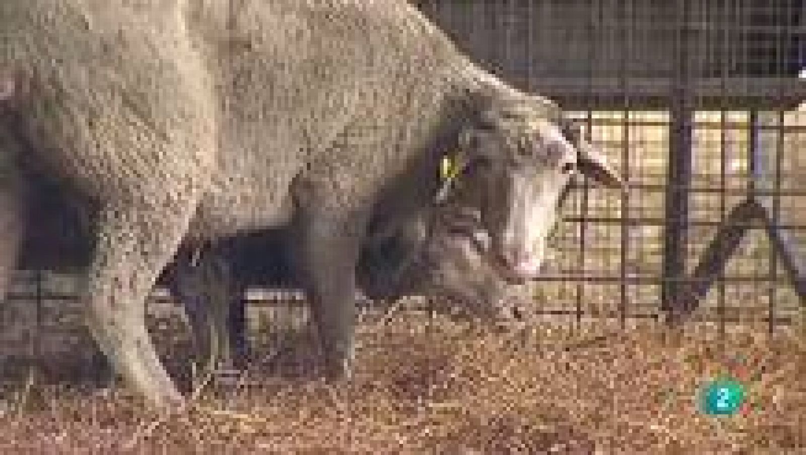 Agrosfera- Laboratorio de ideas - Homeopatía Ganadera