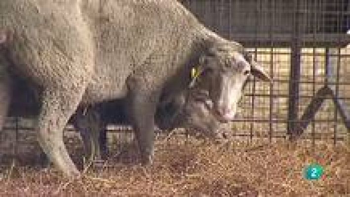 Agrosfera - Homeopatía Ganadera