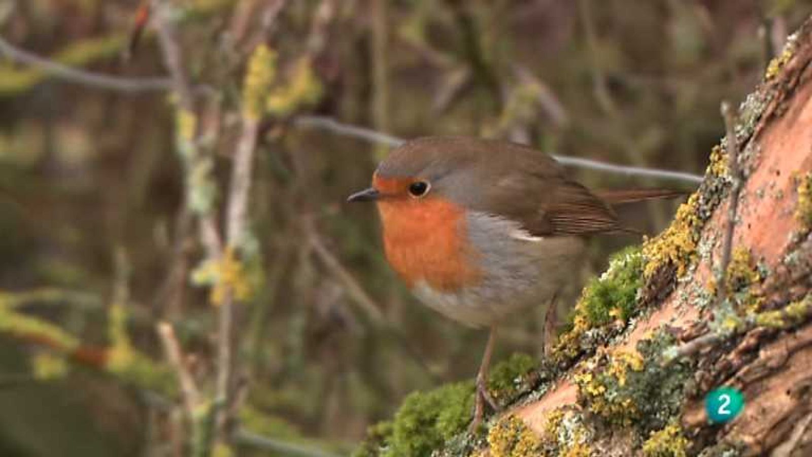 La aventura del saber - 29/10/13 - Ver ahora