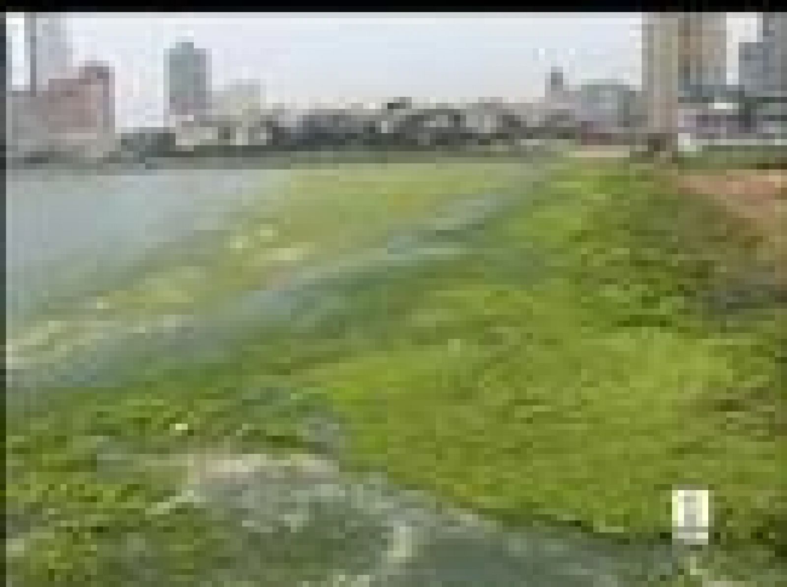 Sin programa: Preocupan las algas en Qingdao | RTVE Play