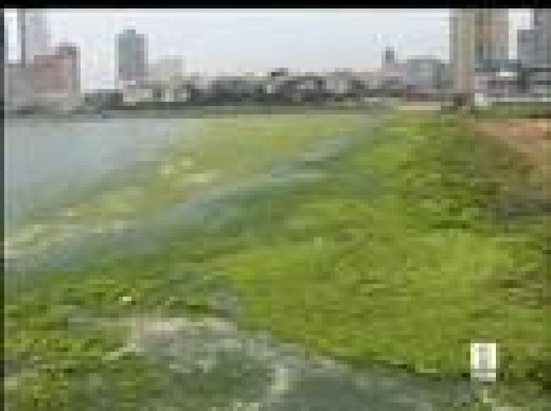 Preocupan las algas en Qingdao