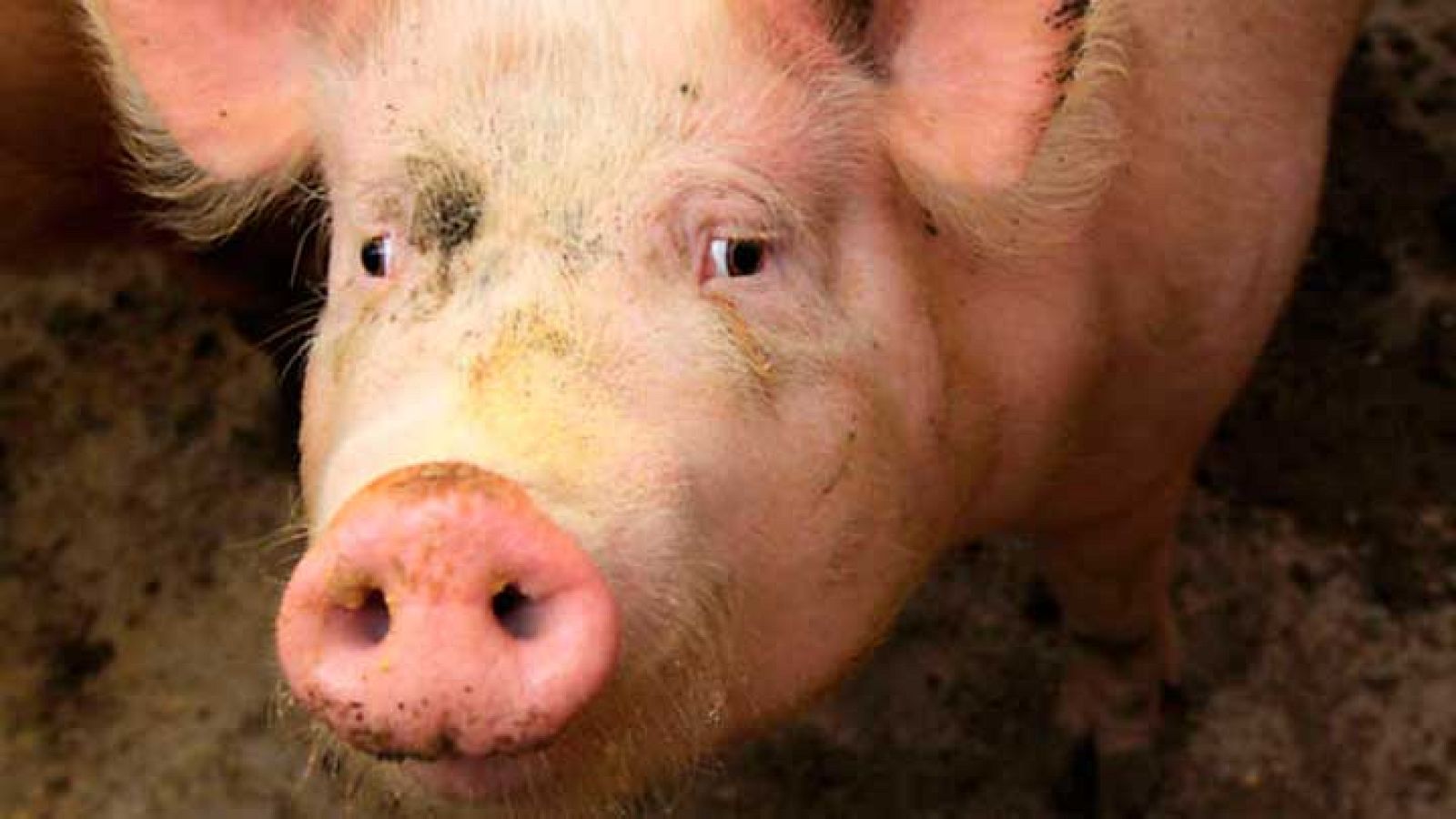 Repor - Del cerdo no todo se come - Ver ahora