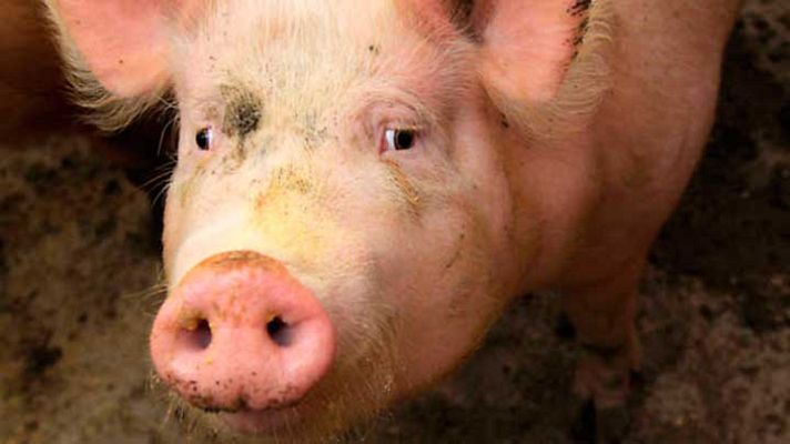 Repor - Del cerdo no todo se come