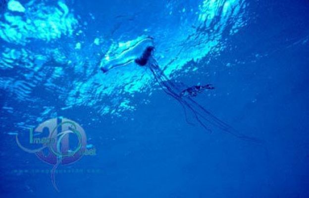  - ¡Ojo con las medusas!