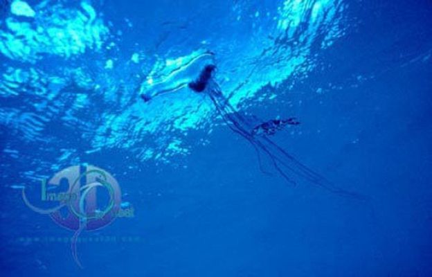  - ¡Ojo con las medusas!