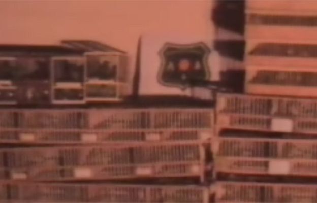 Ciencia y tecnología en Rtve.es - Más de 600 pájaros decomisados