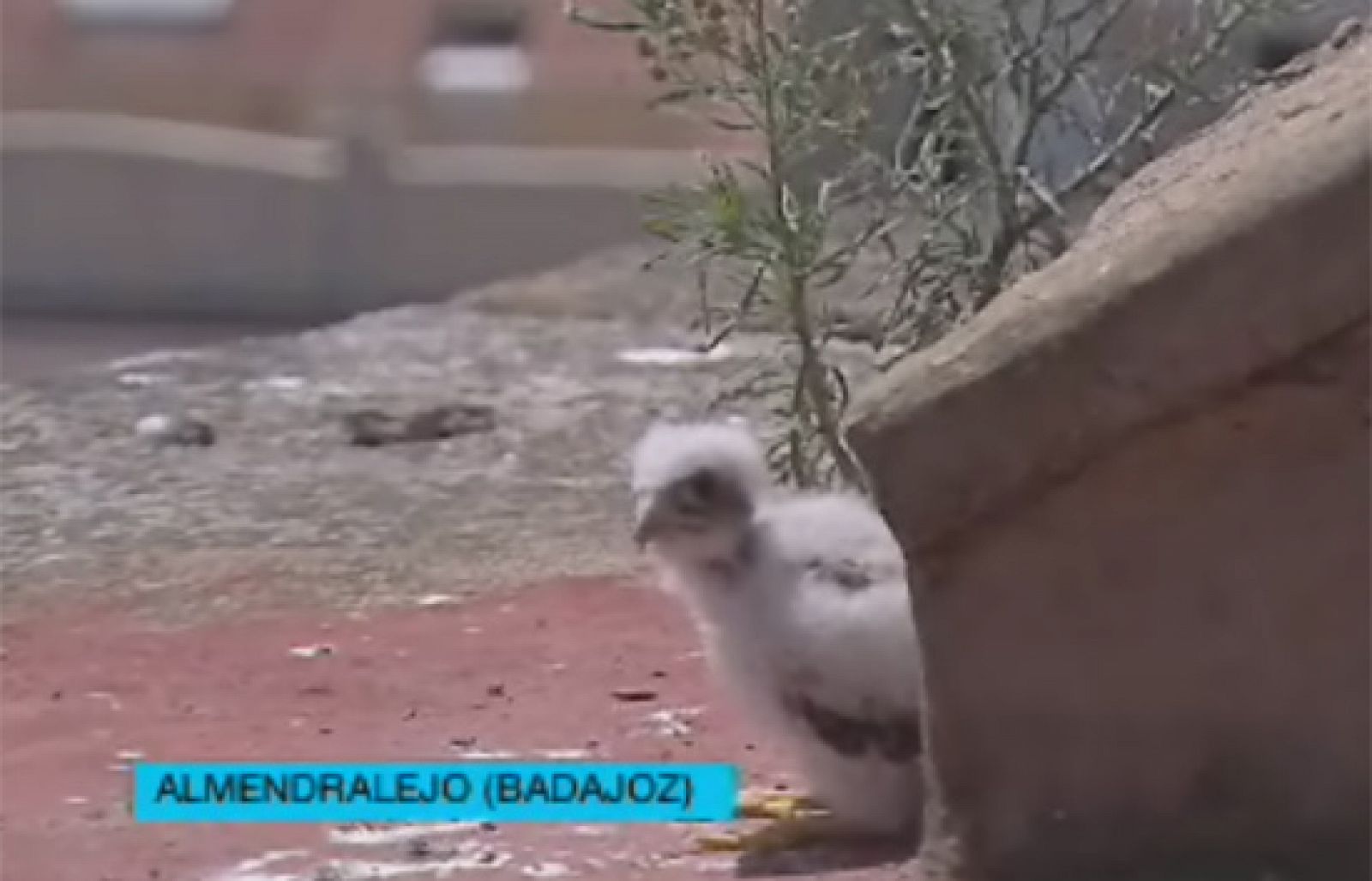 La colonia más grande de cernícalos de toda Europa está instalada en un sólo edificio.