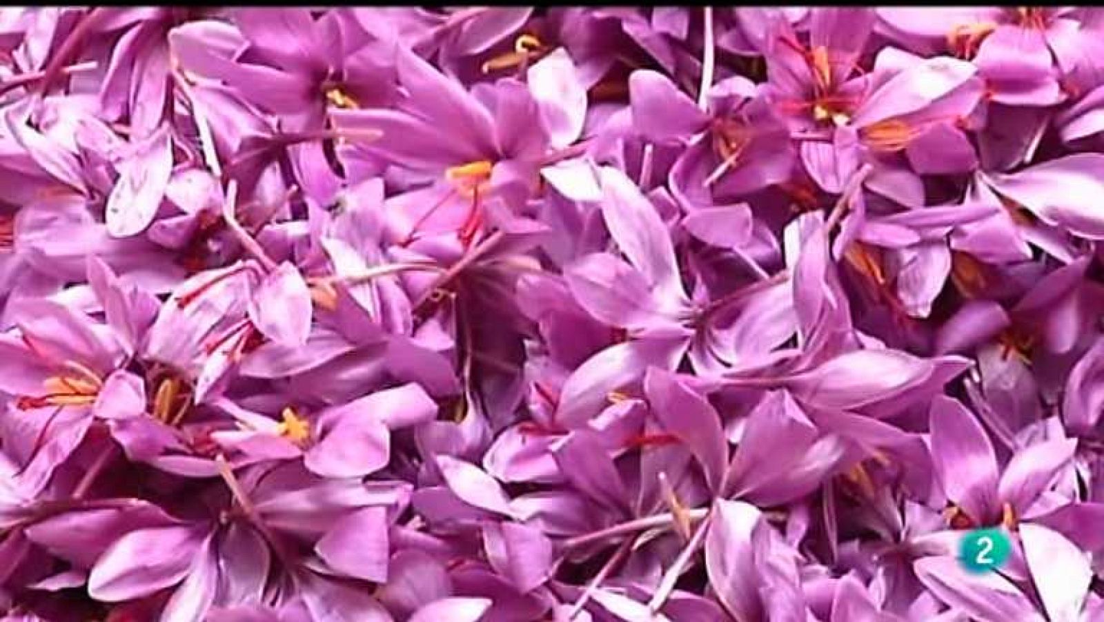 Agrosfera - 02/11/13 - ver ahora