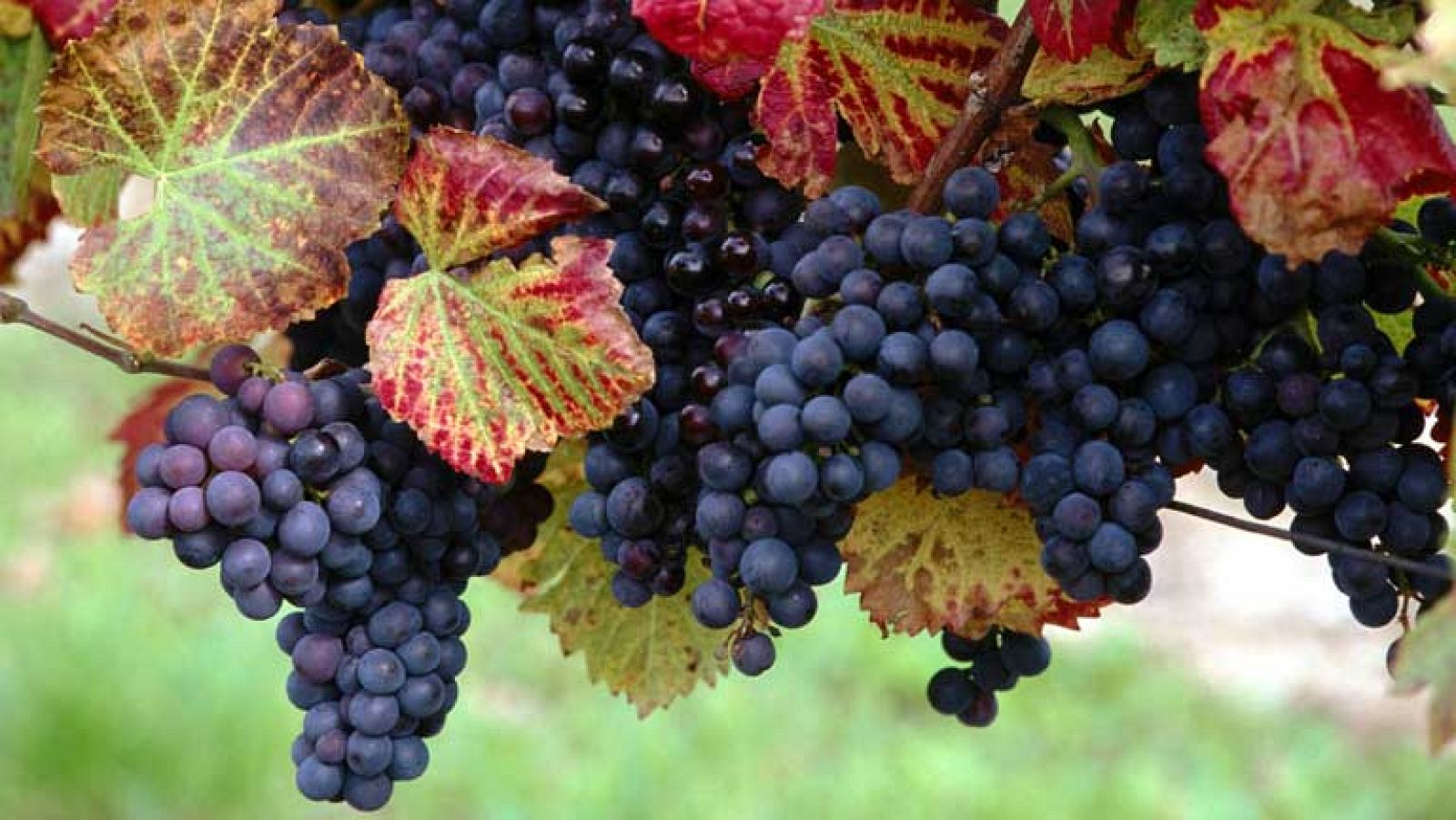 Zoom Tendencias - Señorío de Arínzano, mucho más que enoturismo - 02/11/13 - ver ahora