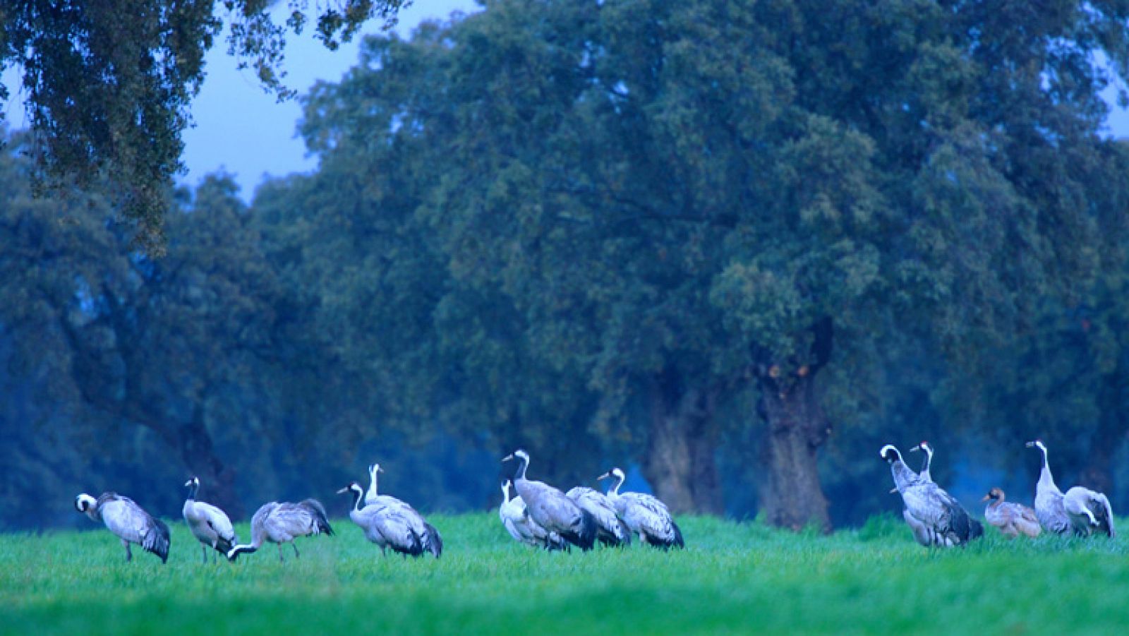  RTVE.es estrena el tráiler de 'Guadalquivir', el espectacular documental sobre el río