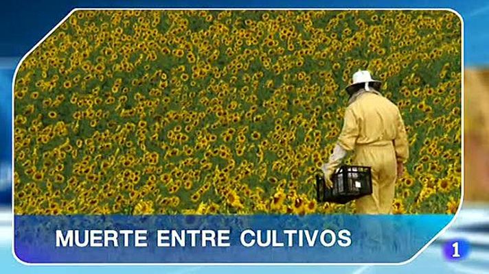 Telediario 1 - La abeja está en peligro, y con ella nuestro alimento
