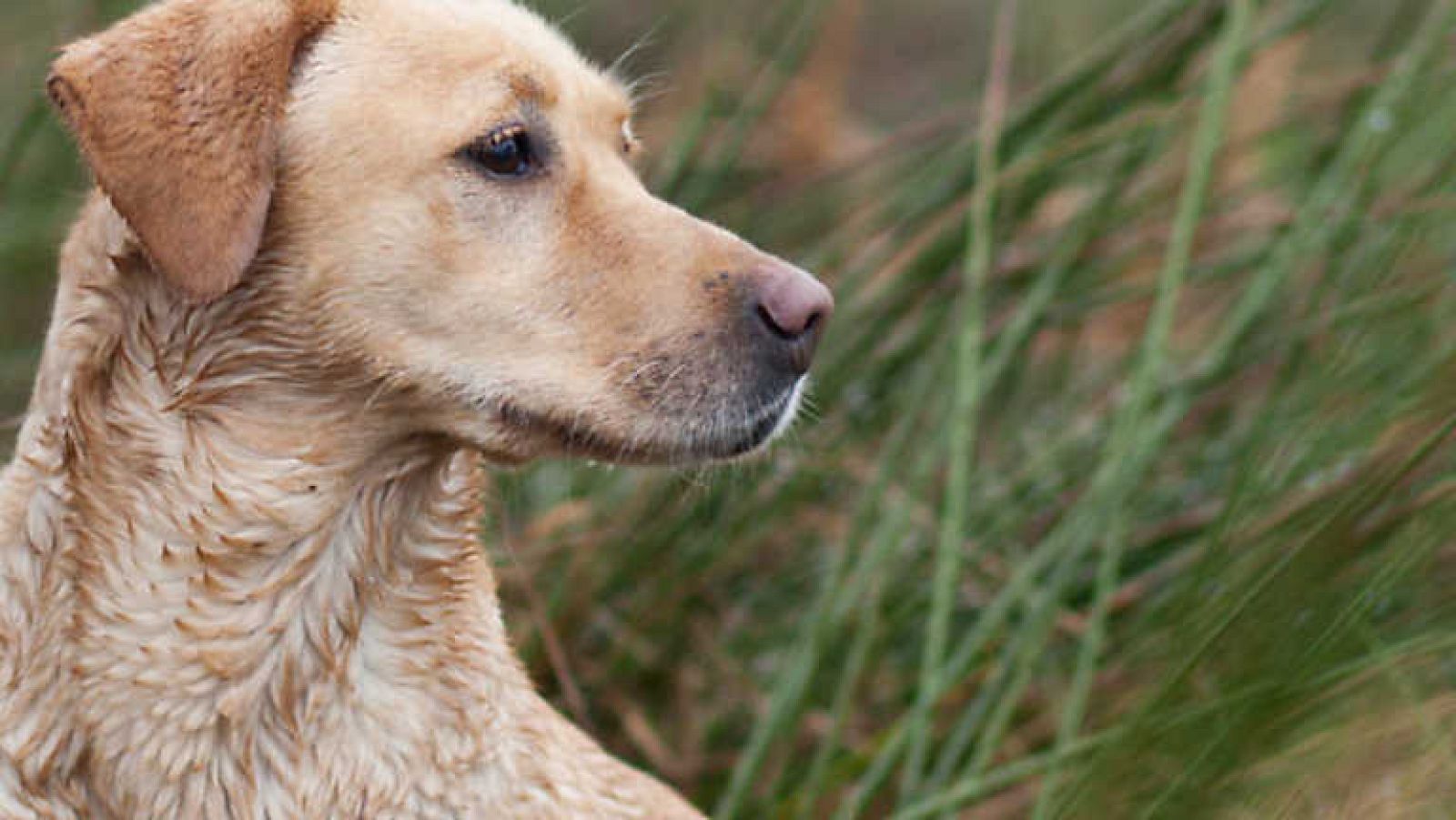 Jara y sedal - Luces de media veda en la Valdavia - Ver ahora