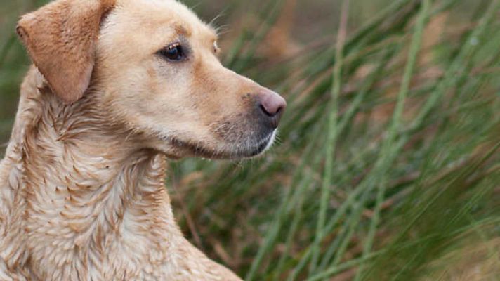 Jara y sedal - Luces de media veda en la Valdavia