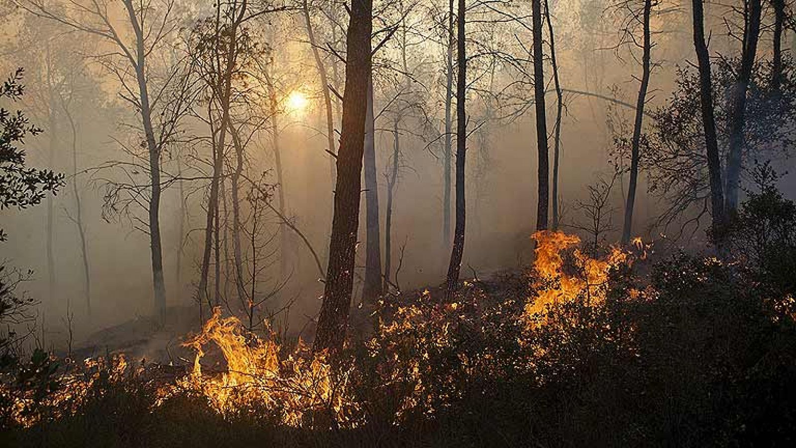 Informativo 24h: El incendio en la comarca de Baix Ampurdà, Girona, afecta a un perímetro de mil hectáreas | RTVE Play