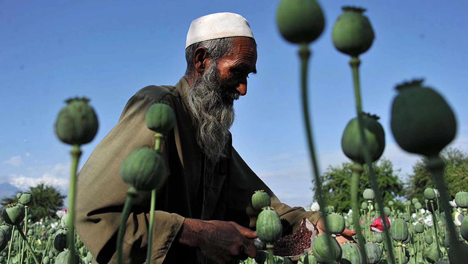 Telediario 1: Aumenta el cultivo de opio en Afganistán a manos de los talibanes | RTVE Play